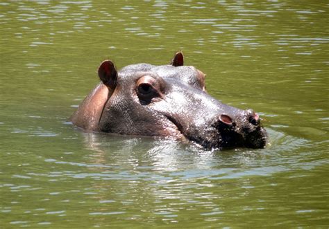 Exploring the Hippopotamus' Affable Nature