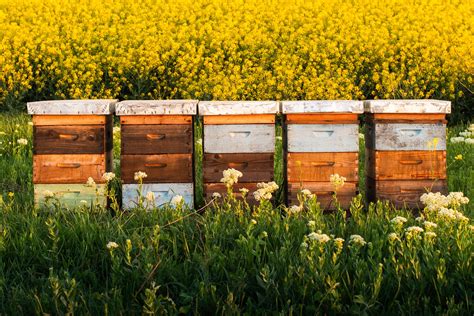 Exploring the Hive: Delving into Dreams of Bee Colonies