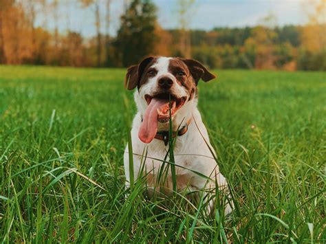 Exploring the Impact of Canine Meal Fantasies on Relationships and Social Connections