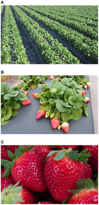 Exploring the Influences of the Environment on Strawberry Flavor