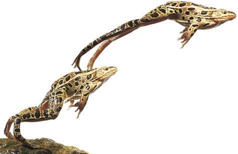 Exploring the Interconnection between Leaping Amphibians and Personal Development