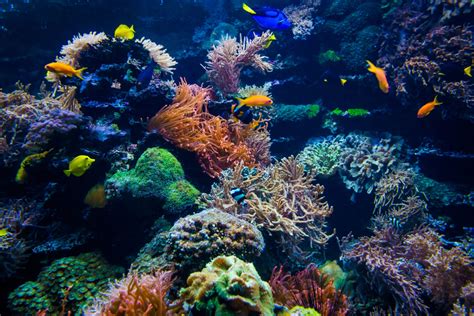 Exploring the Intricacies of Underwater Ecosystems