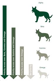 Exploring the Intricate Dynamics of Monkey Dog Pack Structure