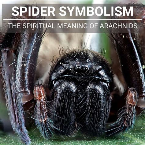 Exploring the Intricate Web of Symbolism Behind Graceful Arachnids