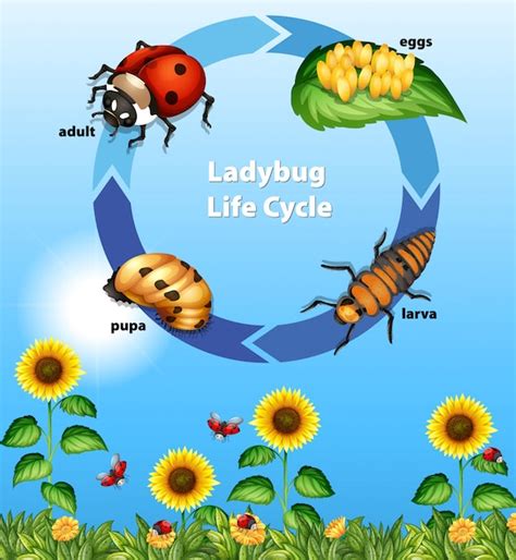 Exploring the Intriguing Lifecycle of Ladybirds