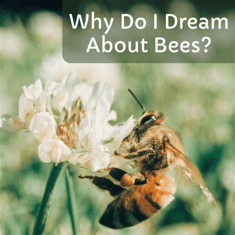Exploring the Intriguing Phenomenon of Bee Dreams