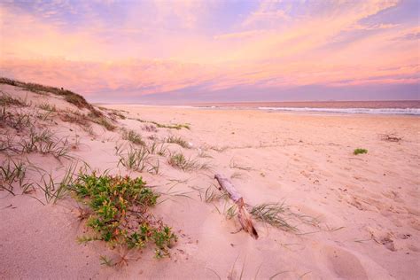 Exploring the Life of Coral Sands