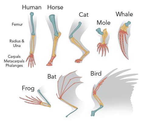 Exploring the Link Between Avian Lower Limbs and Personal Metamorphosis in One's Dreams