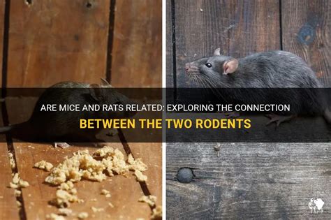 Exploring the Link Between Basement Dwelling Rodents and Subconscious Anxieties