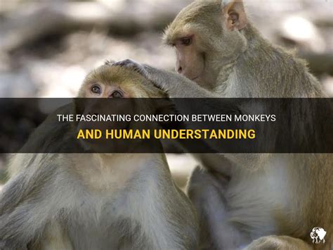 Exploring the Link between Monkey Dreams and Personal Relationships