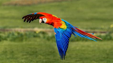 Exploring the Lively Hues of the Scarlet Macaw Bird