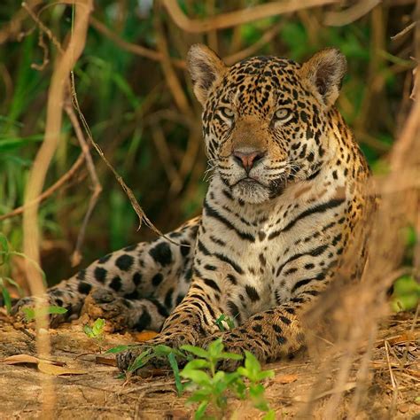 Exploring the Majestic Presence of the Panthera Onca