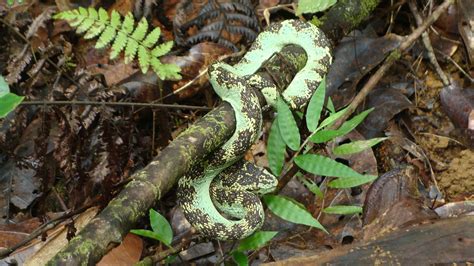 Exploring the Marvelous Camouflaging Abilities of Pit Vipers