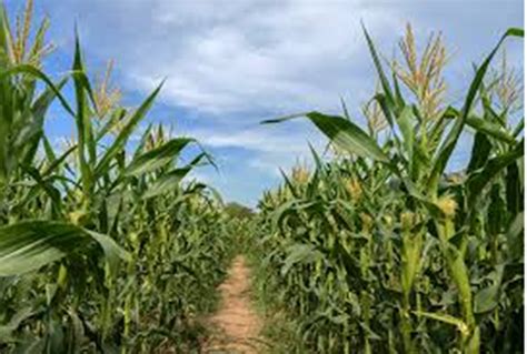 Exploring the Meaning behind Harvesting Maize: An Encouraging Indicator of Success