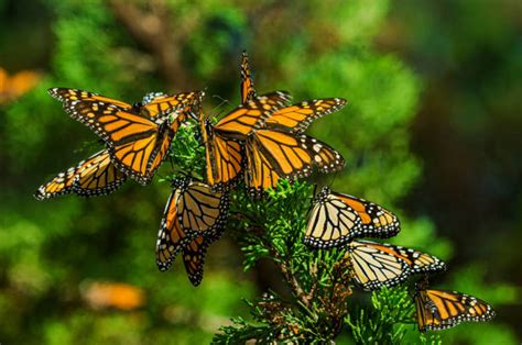 Exploring the Metamorphic Symbolism of Butterflies in Dreams