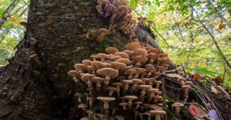 Exploring the Origins: A Brief History of Mushroom Use for Spiritual and Recreational Purposes