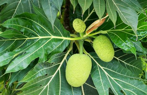 Exploring the Origins and History of Breadfruit