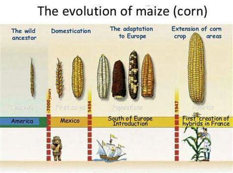 Exploring the Origins and History of Maize Bread