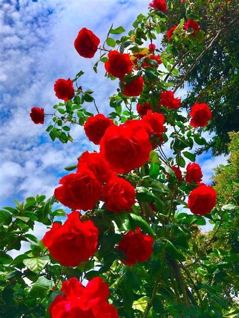 Exploring the Personal Significance of Dreaming About Harvesting Scarlet Blossoms