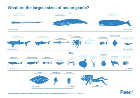 Exploring the Playful Side of Oceanic Giants