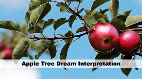 Exploring the Possible Messages and Life Lessons in Dreams Involving Apples