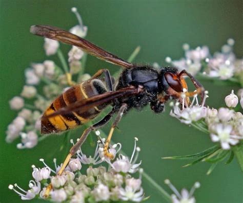 Exploring the Possible Significance Behind the Experience of Evading a Wasp