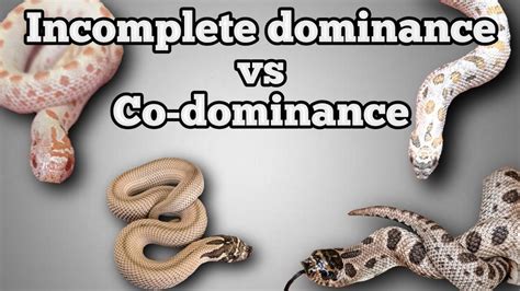 Exploring the Power Dynamics: Snake as the Dominant Force