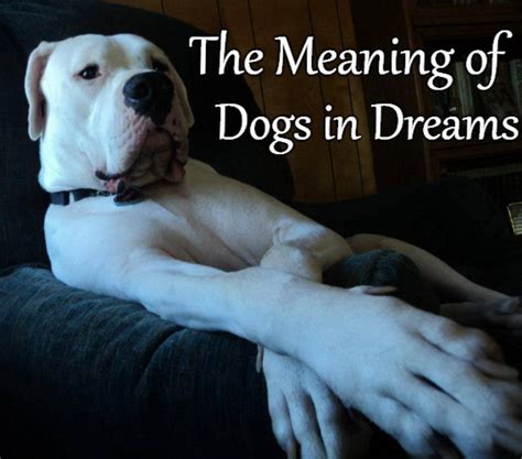 Exploring the Presence of Golden Canine in Dreams