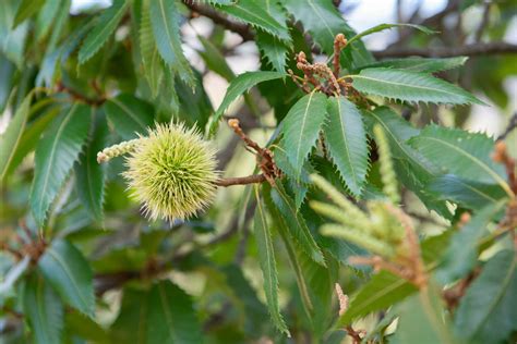 Exploring the Profound Emotional Significance of the Majestic Chestnut Tree