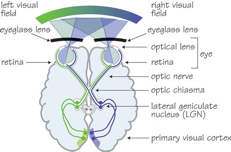 Exploring the Psychological Implications of the Deluged Pathway Vision