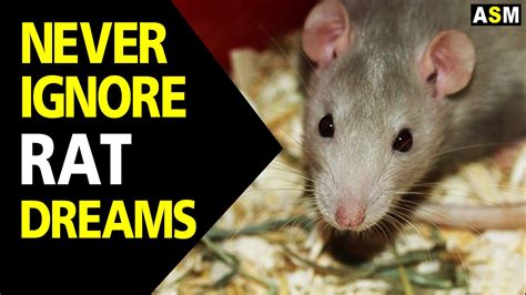 Exploring the Psychological Interpretation of Rat and Maggot Dreams