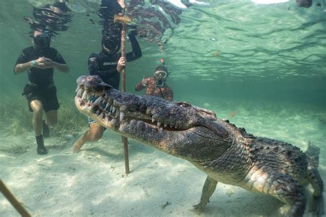 Exploring the Psychological Interpretation of Serendipitous Crocodile Encounters
