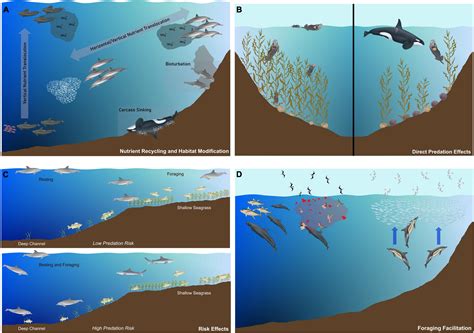 Exploring the Psychological Interpretations of Aquatic and Cetacean Symbols