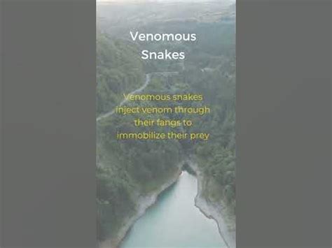 Exploring the Psychological Interpretations of Disturbing Encounters with Venomous Serpents