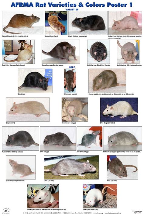 Exploring the Psychological Meanings Associated with Dreams about Dark-Colored Rodents