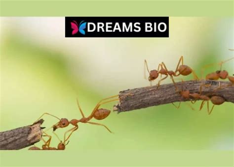 Exploring the Psychological Significance of Ants in Dreams