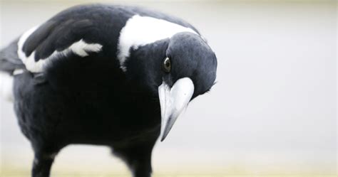 Exploring the Psychological Significance of Magpies in Dreams