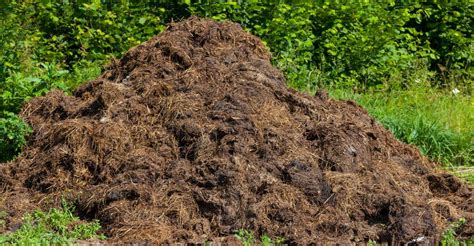 Exploring the Psychological Significance of Manure-related Dreams