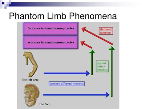 Exploring the Psychological Significance of Phantom Limb Experience