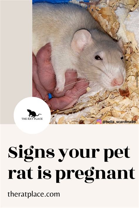 Exploring the Psychological and Emotional Implications of a Rat Expecting Offspring in Your Subconscious