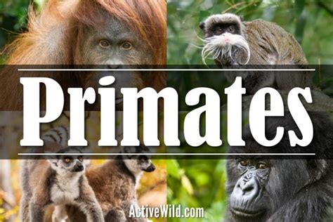 Exploring the Range of Primates: From Lemurs to Gorillas