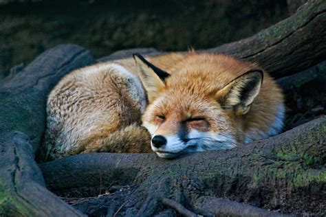 Exploring the Red Fox: A Message of Adaptability