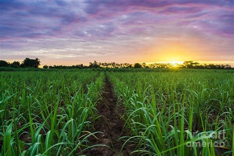 Exploring the Restorative Powers of Immergence amidst a Lush Sugarcane Landscape