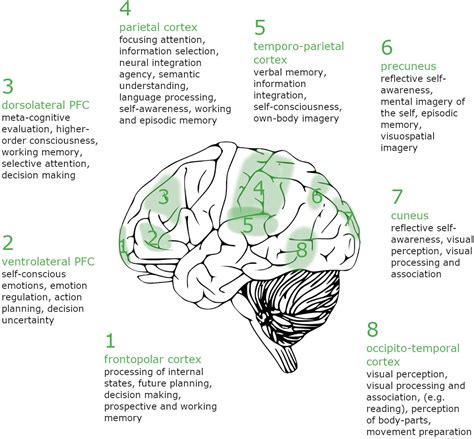 Exploring the Science: Brain Activity During Lucid Dreaming