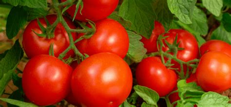 Exploring the Science Behind Tomato Taste