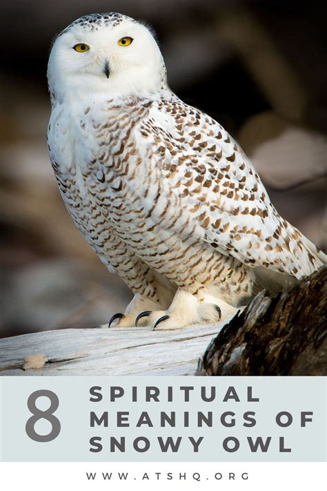 Exploring the Significance and Representation of a Pale Snowy Owl in Dreams
