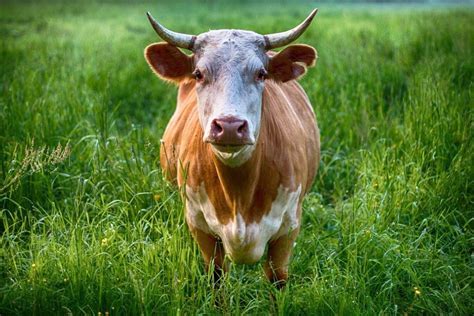 Exploring the Significance of Bovine Imagery in Dream Interpretation