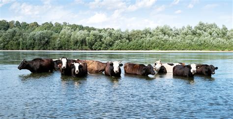Exploring the Significance of Cows in Aquatic Reveries