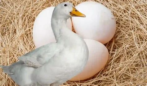 Exploring the Significance of Ducks and Eggs in Dream Interpretation