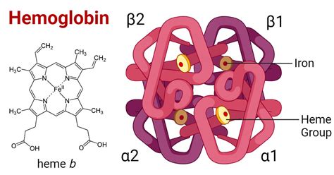 Exploring the Significance of Mysterious Crimson Haemoglobin in Oneiric Realm